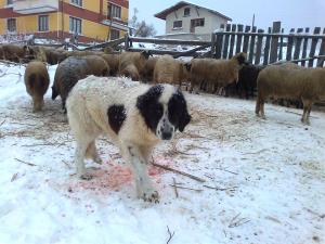 Прикачена снимка