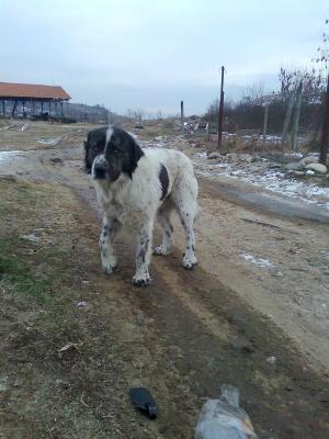 Прикачена снимка