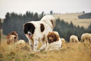 Прикачена снимка