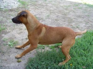 Прикачена снимка