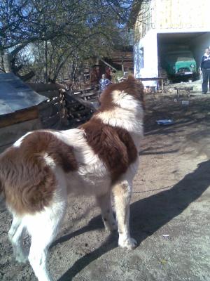 Прикачена снимка