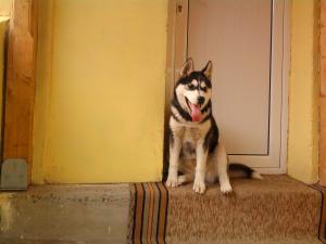 Прикачена снимка