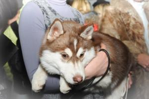 Прикачена снимка