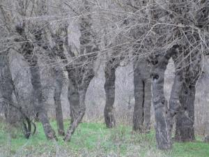 Прикачена снимка