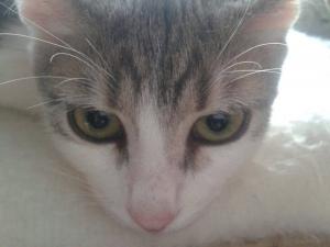 Прикачена снимка