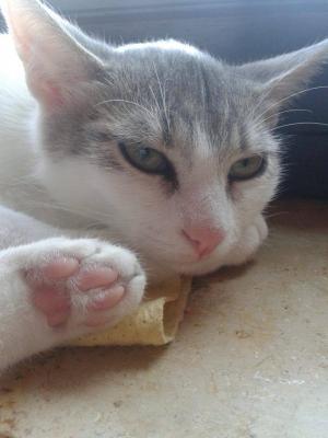 Прикачена снимка