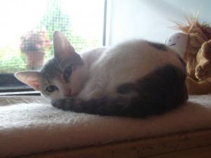 Прикачена снимка