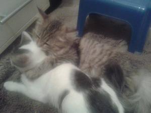 Прикачена снимка