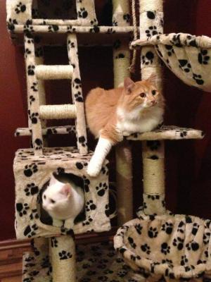 Прикачена снимка