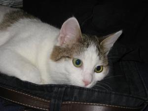 Прикачена снимка