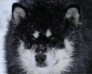 Прикачена снимка