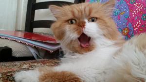 Прикачена снимка
