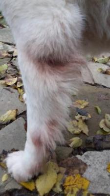 Прикачена снимка