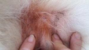 Прикачена снимка