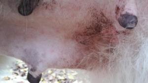 Прикачена снимка