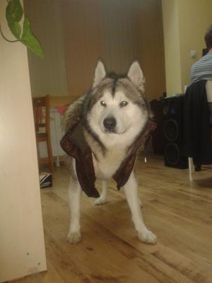 Прикачена снимка