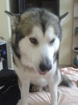 Прикачена снимка