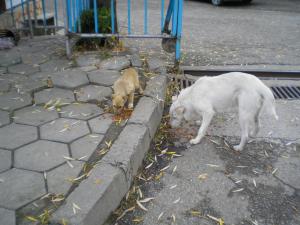Прикачена снимка