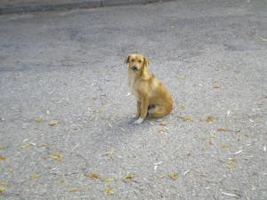 Прикачена снимка