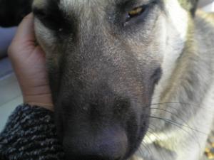 Прикачена снимка