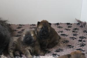 Прикачена снимка