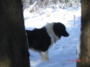 Прикачена снимка