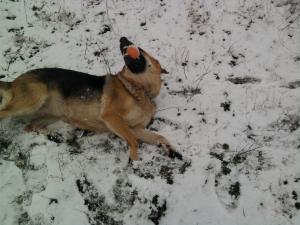 Прикачена снимка