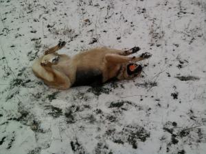 Прикачена снимка