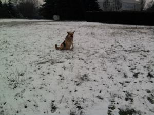 Прикачена снимка