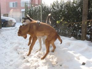 Прикачена снимка