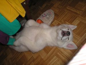 Прикачена снимка