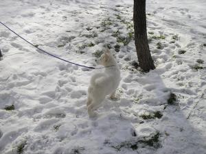 Прикачена снимка