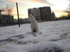 Прикачена снимка