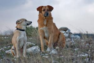 Прикачена снимка