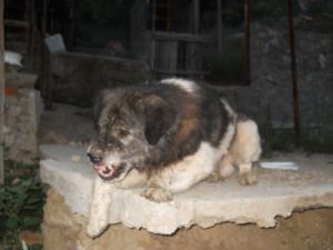 Прикачена снимка
