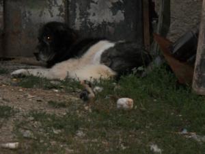 Прикачена снимка