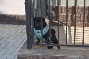 Прикачена снимка