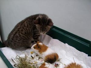 Прикачена снимка