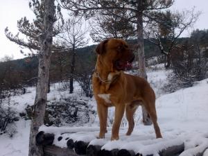 Прикачена снимка