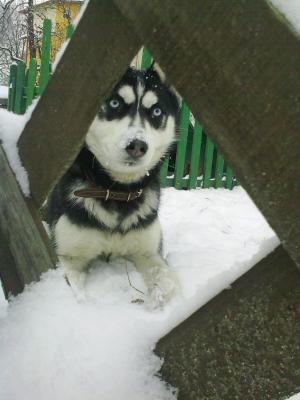 Прикачена снимка