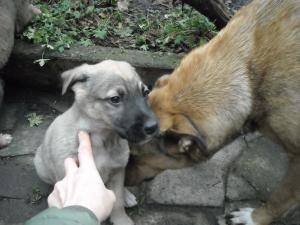 Прикачена снимка