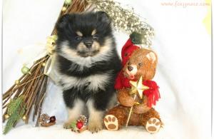 Прикачена снимка
