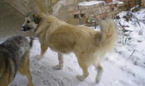 Прикачена снимка