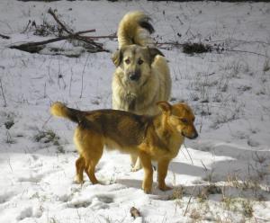 Прикачена снимка
