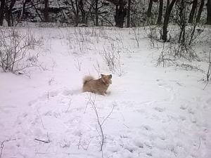 Прикачена снимка