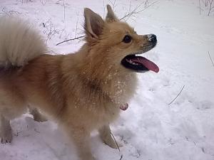 Прикачена снимка