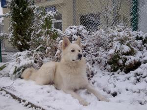 Прикачена снимка