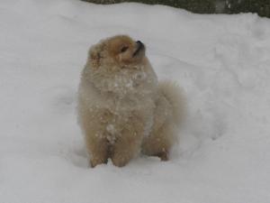 Прикачена снимка
