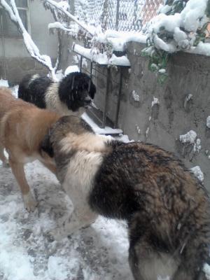 Прикачена снимка