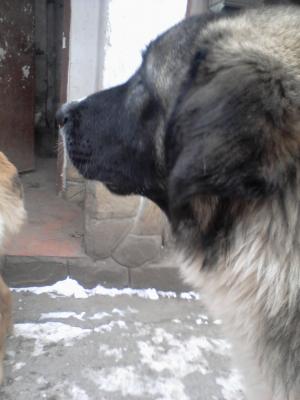 Прикачена снимка